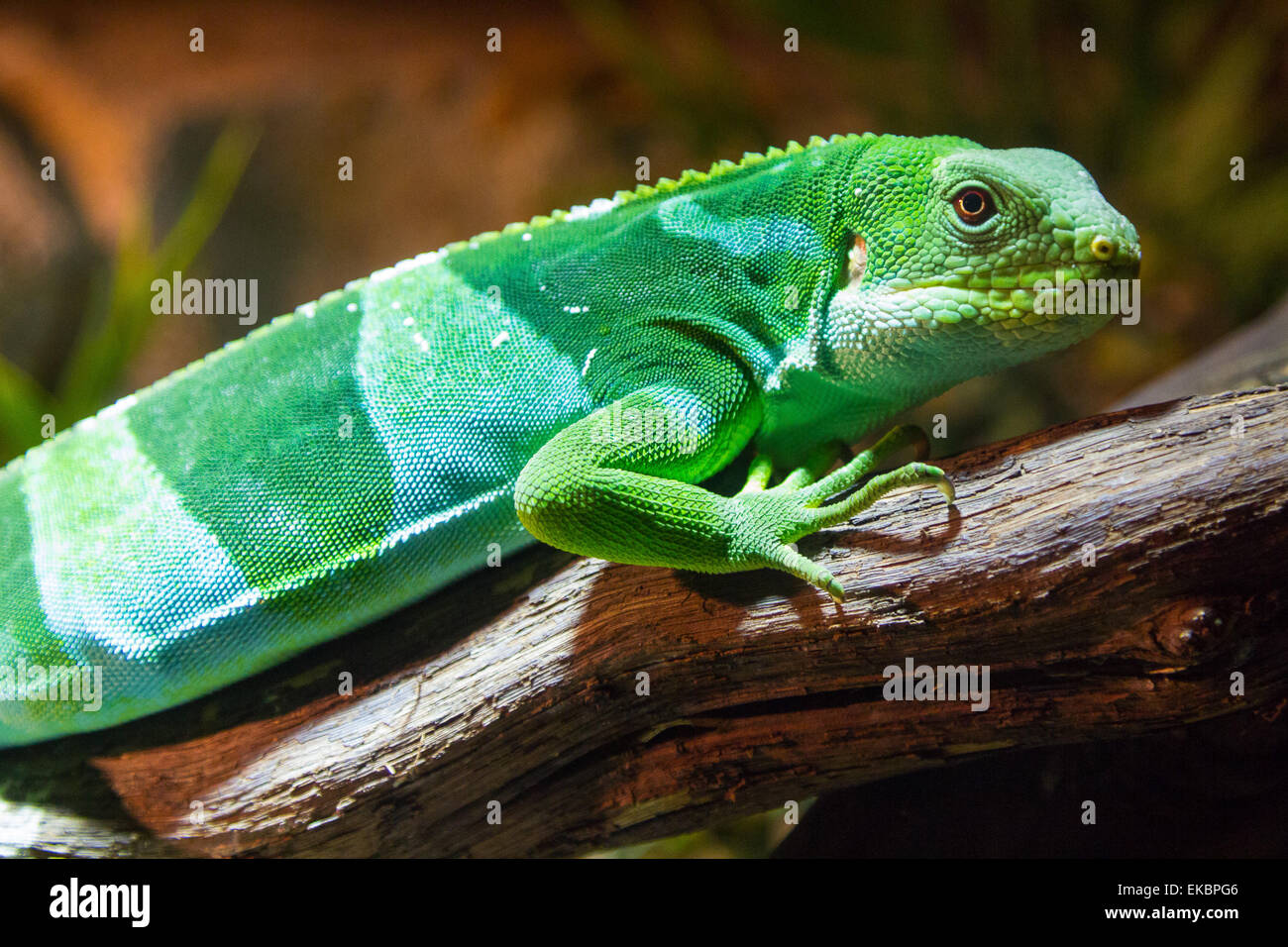 Der Fidschi-Leguan (Brachylophus Fasciatus) Stockfoto