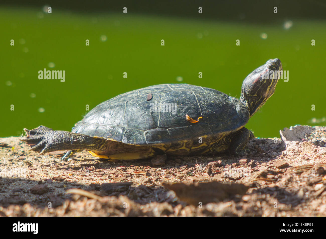 Schildkröte Red eared Sonnenbaden mit dem gestreckten Bein Stockfoto