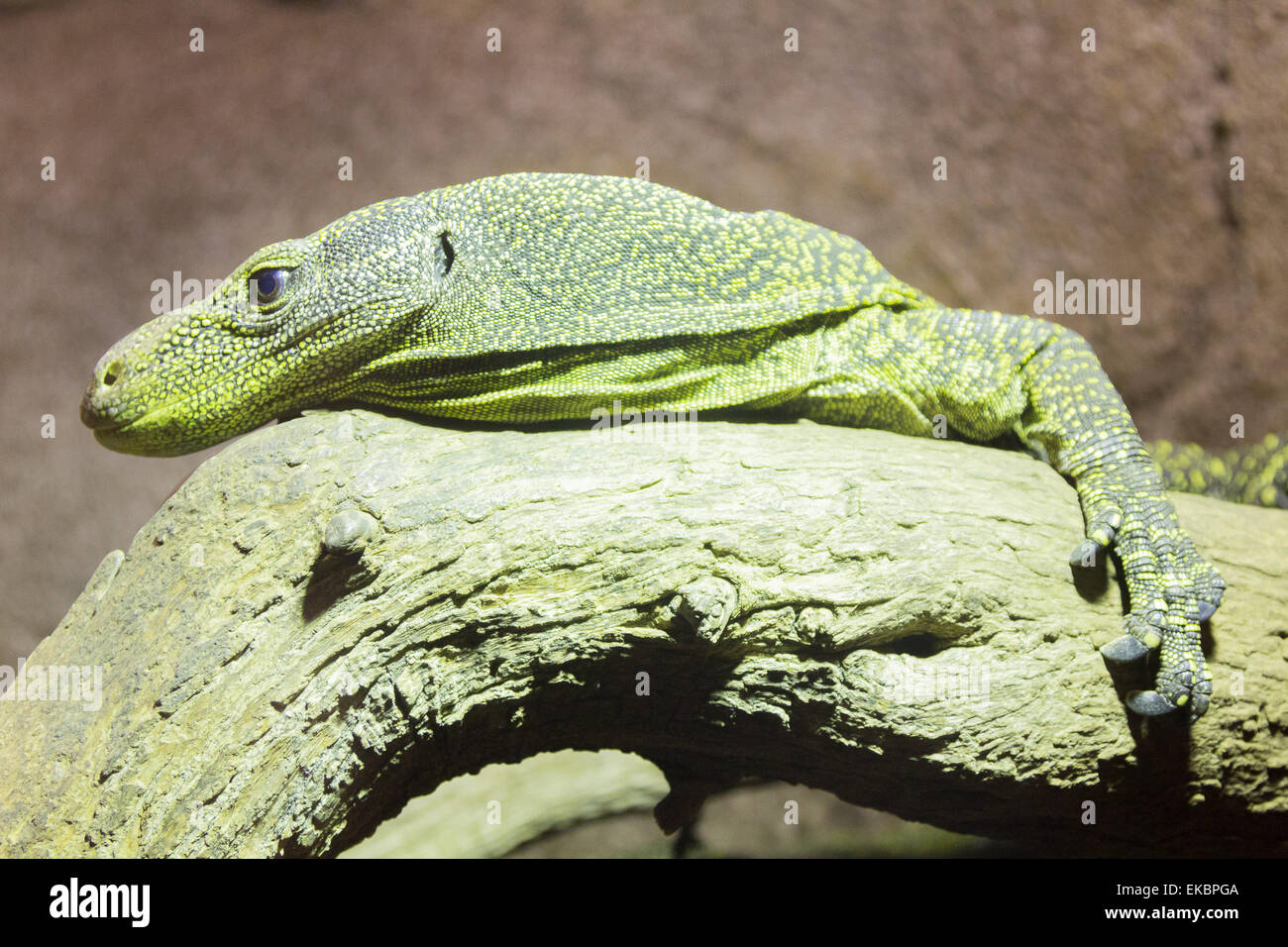 gefährliche Reptil Komodowaran Varanus komodoensis Stockfoto