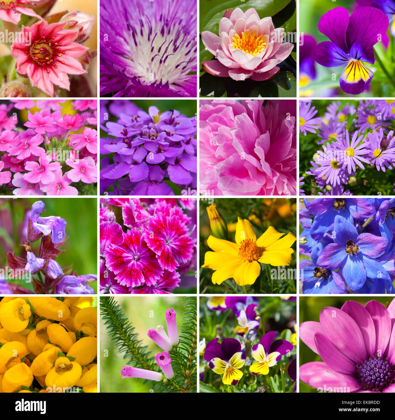 Collage aus verschiedenen Arten von Blumen Stockfotografie Alamy