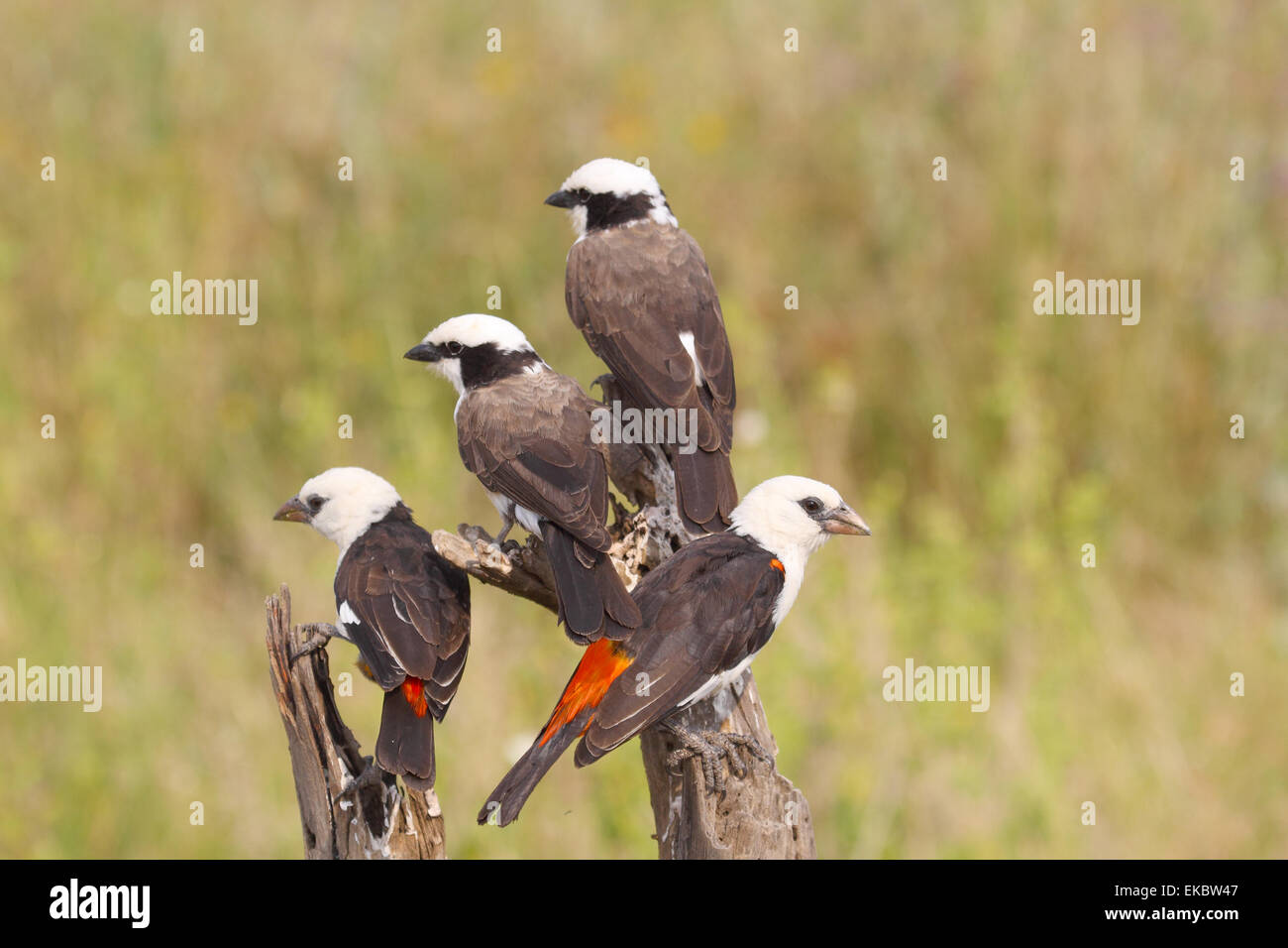 Gruppe der afrikanischen Vögel auf einem Strauch, zwei White Buffalo Weaver, Dinemellia Dinemelli und zwei nördlichen weiß gekrönt Würgern Stockfoto
