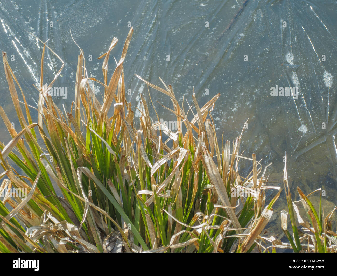 Rasen Sie in der Nähe von den zugefrorenen See. Stockfoto