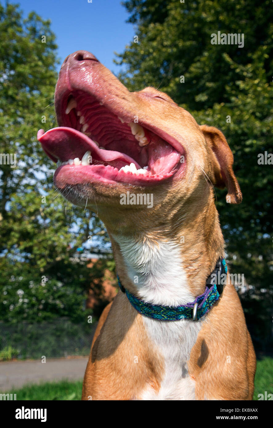 Hund hecheln mit Mund weit öffnen und Zunge raus Stockfoto