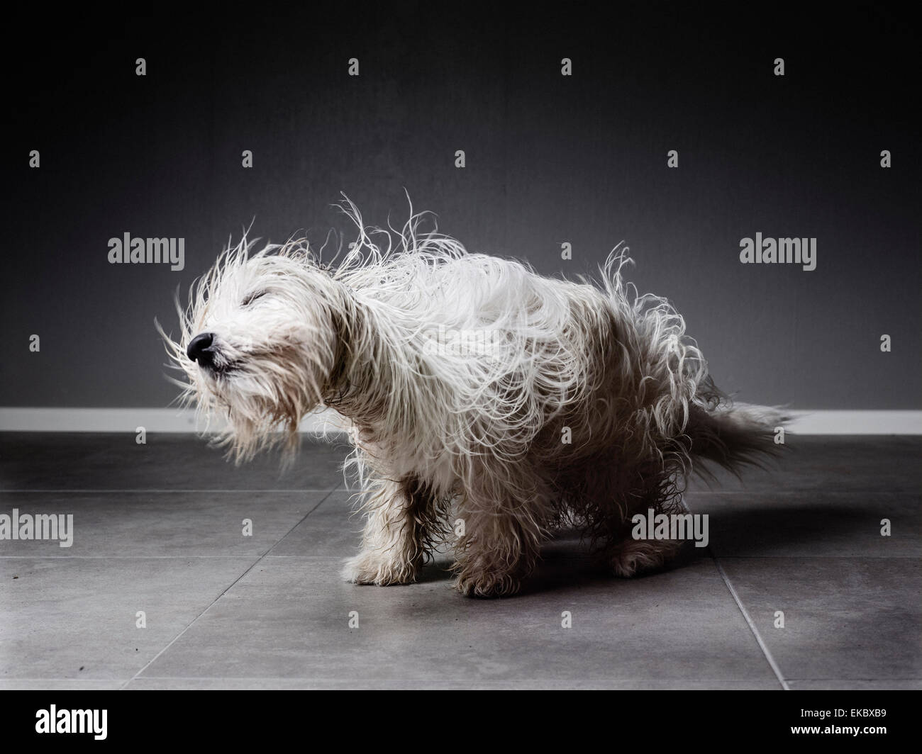 Coton de Tulear schütteln sich um sein Fell zu trocknen Stockfoto
