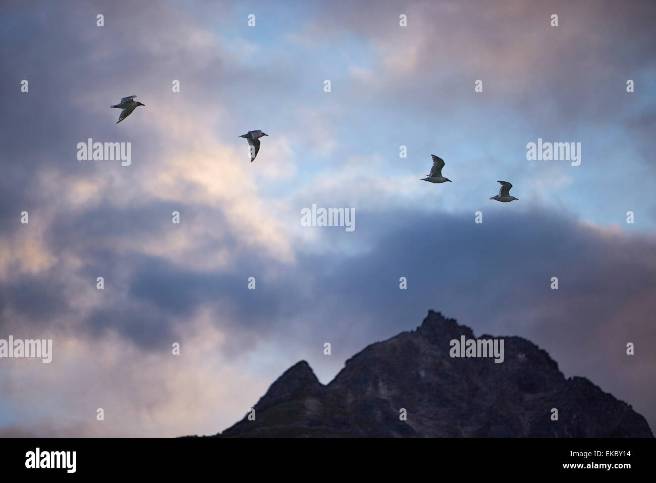 Vier Silhouette Vögel fliegen über Berg, Haines, Alaska, USA Stockfoto