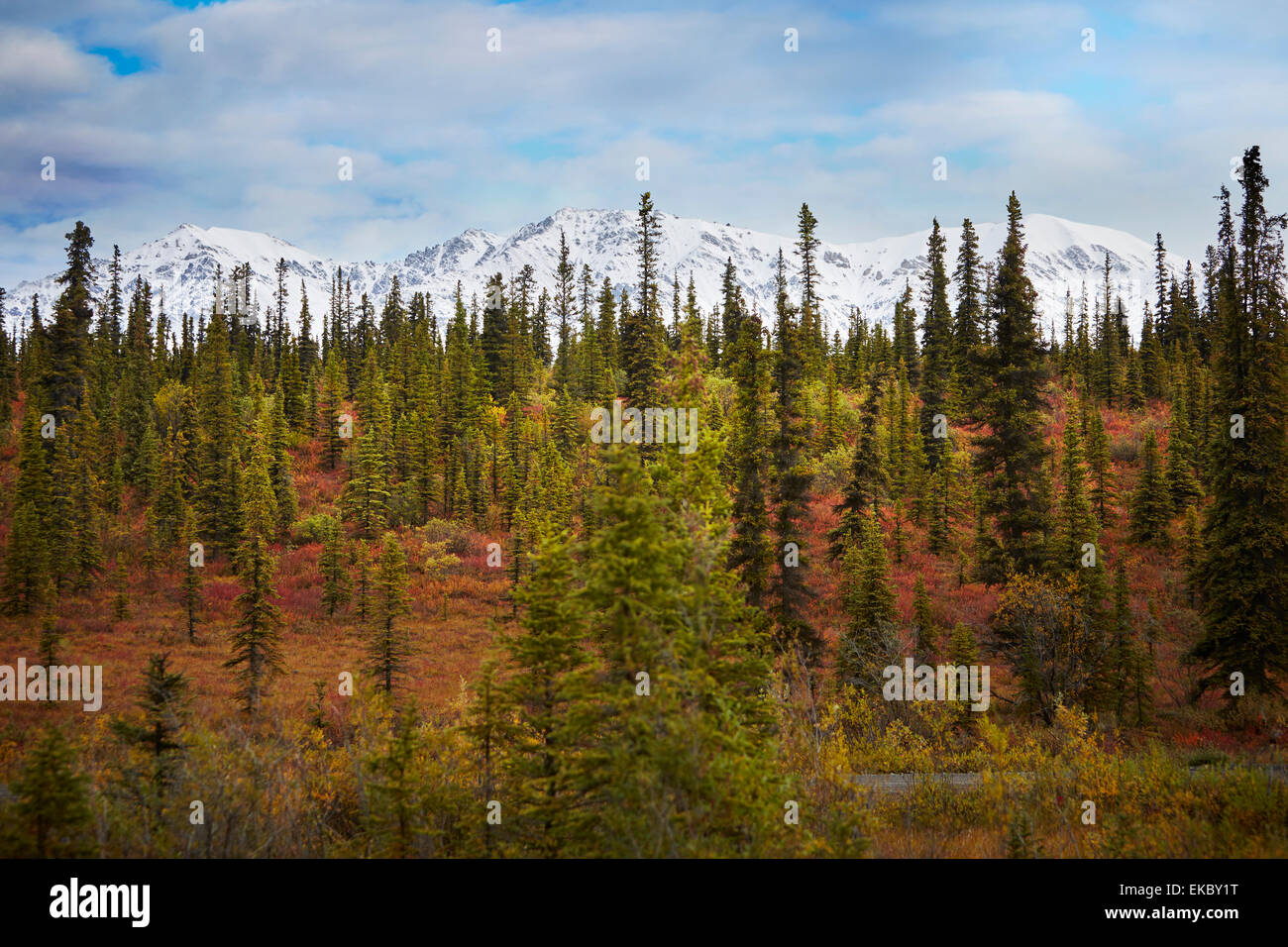 Herbstlichen Wald vor Schnee bedeckt Berge, Wrangell St. Elias, Alaska, USA Stockfoto