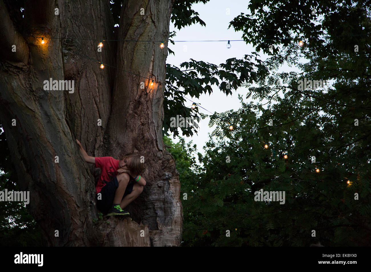 Junge sitzt auf halbem Weg auf Baum Stockfoto