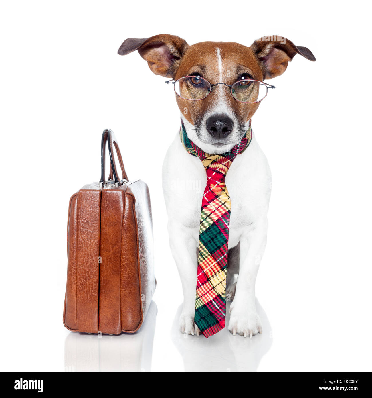 Business-Hund mit einer Ledertasche Stockfoto