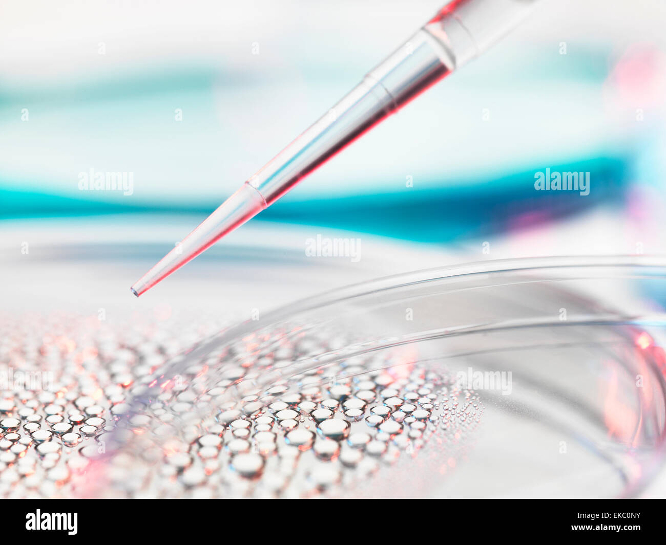 Stammzellforschung, Pipettieren Probe in Petrischale mit Stammzellen für die medizinische Forschung Stockfoto