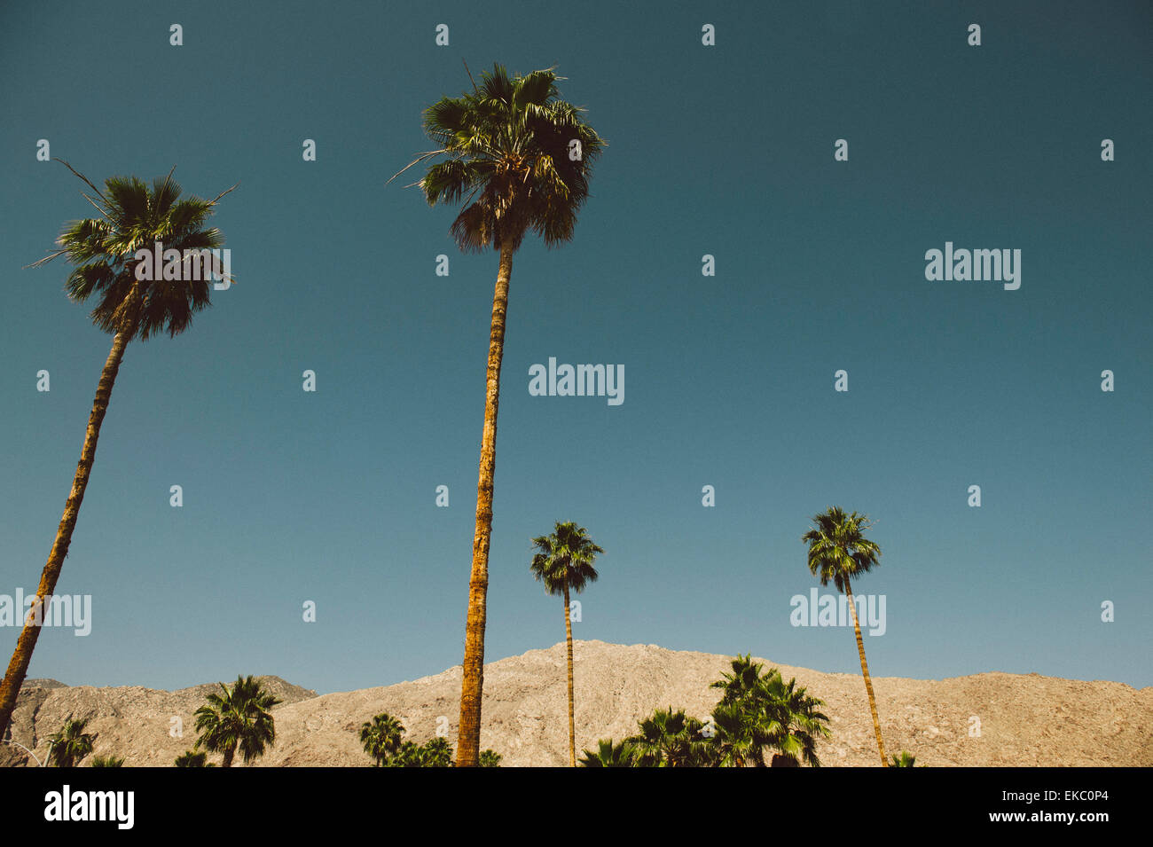 Blick auf Palmen und Berge, Palm Springs, Kalifornien, USA Stockfoto