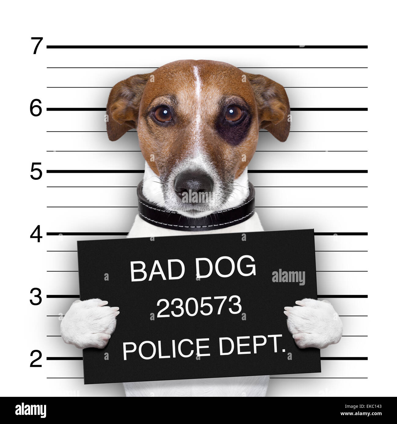 Mugshot Hund Stockfoto