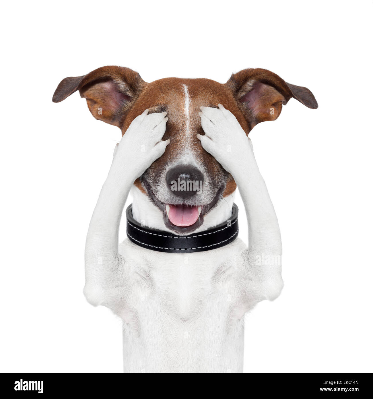 Versteck für Blindenhund Stockfoto