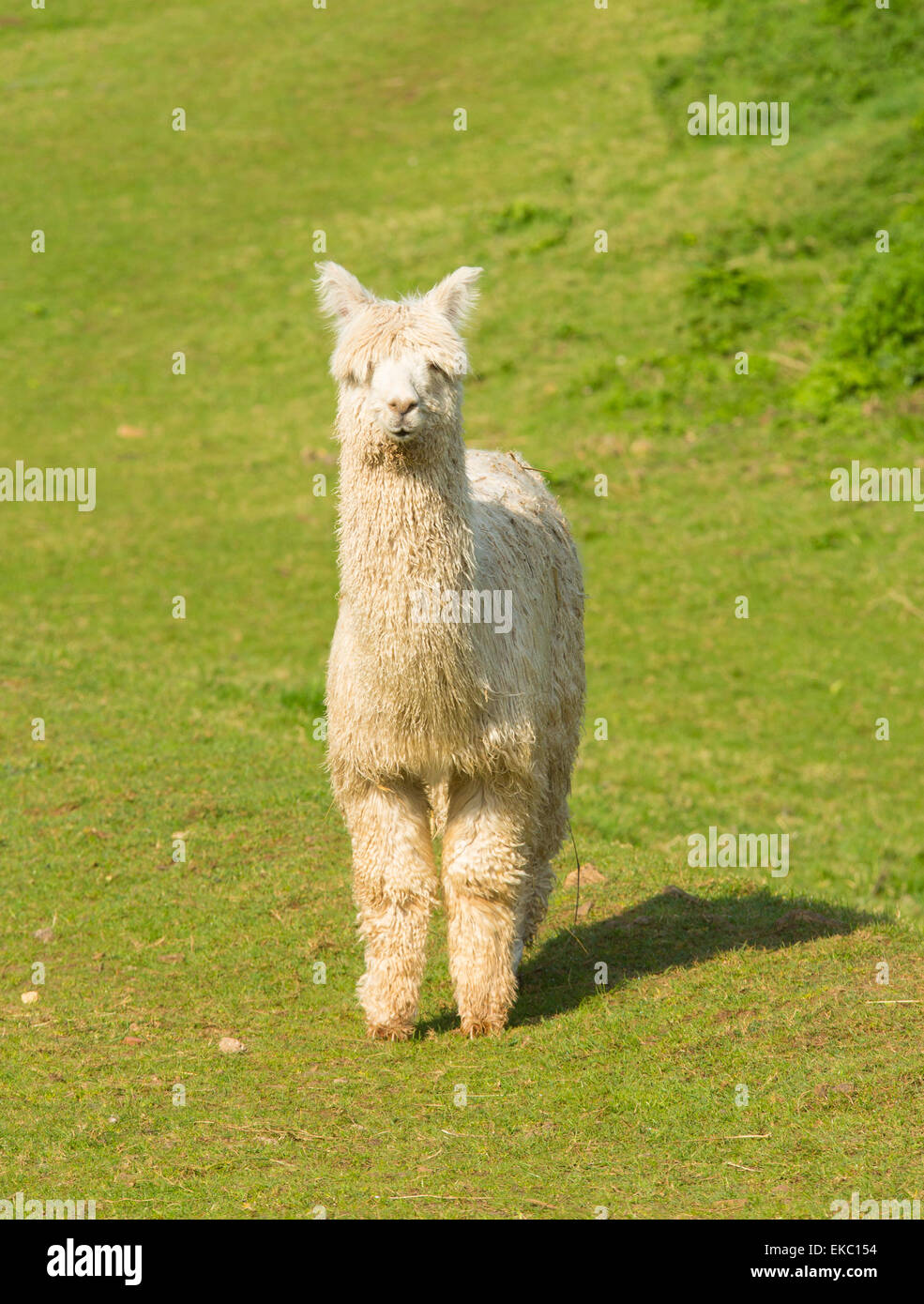 Weiße Alpaka südamerikanischen Kameliden gleicht kleine Lama mit Mantel  verwendet für Wolle und süßes Lächeln Stockfotografie - Alamy