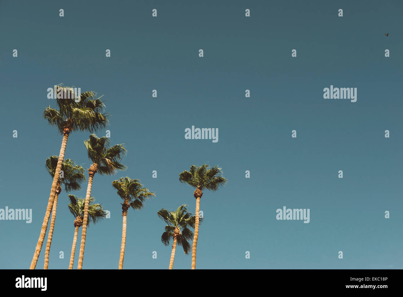 Palmen und blauer Himmel, Palm Springs, Kalifornien, USA Stockfoto