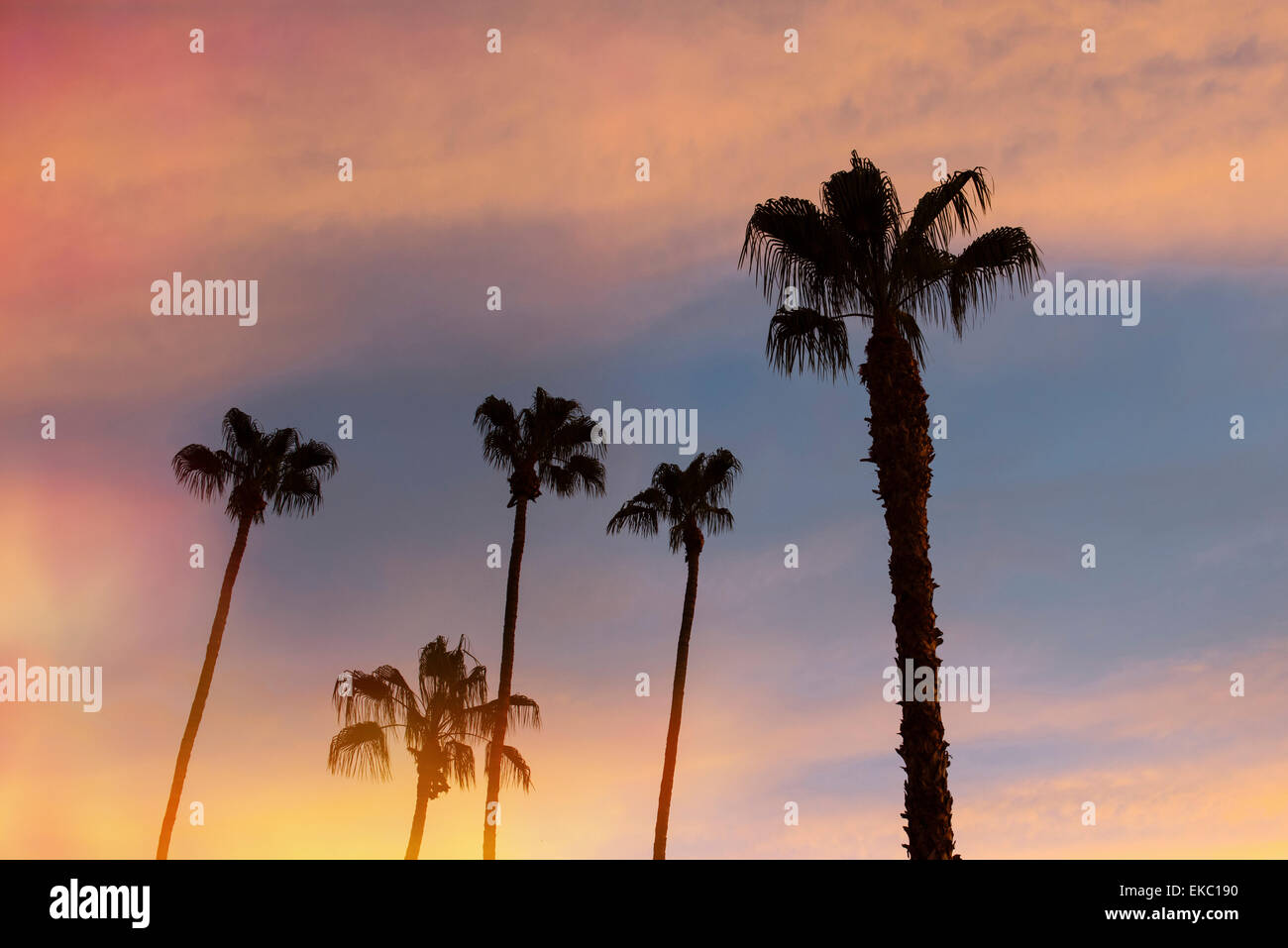 Silhouette Palmen bei Sonnenuntergang, Palm Springs, Kalifornien, USA Stockfoto