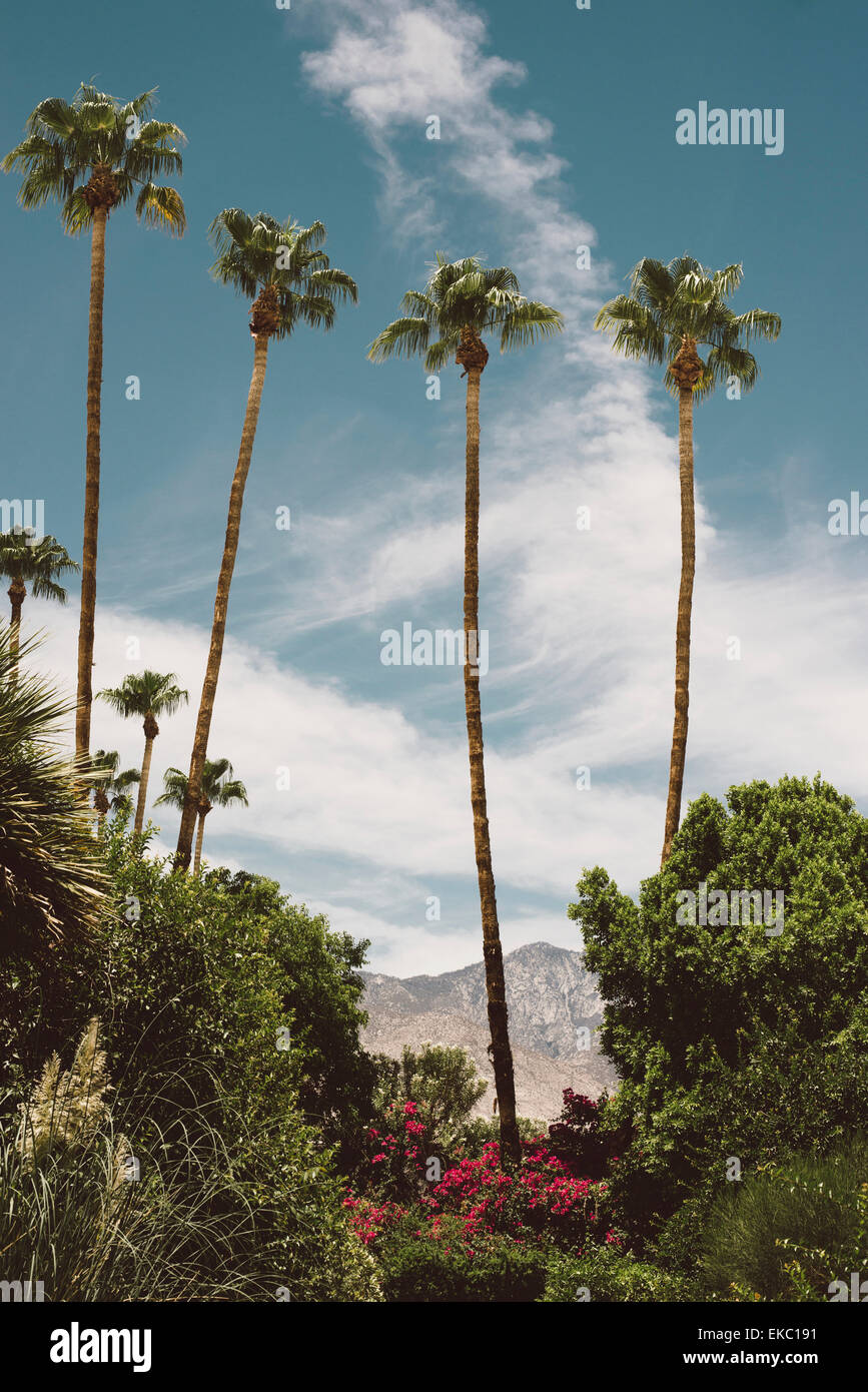 Blick auf Palmen, Laub und fernen Bergen, Palm Springs, Kalifornien, USA Stockfoto