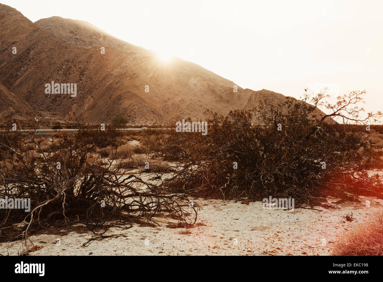 Getrocknete Büsche und Berge in der Sonne, Palm Springs, Kalifornien, USA Stockfoto