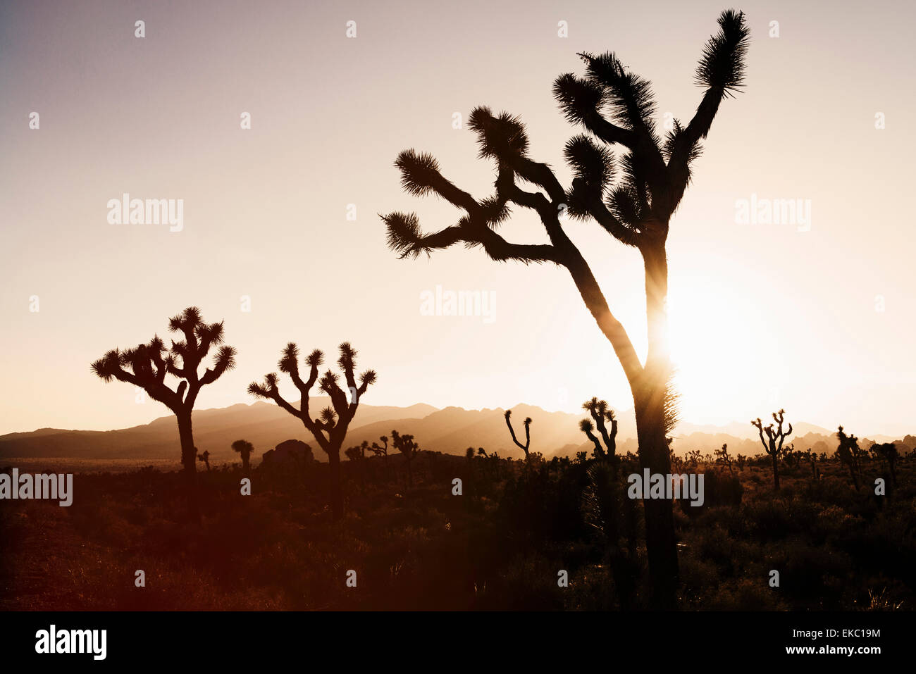 Silhouette Joshua Bäume, Joshua Tree Nationalpark, Kalifornien, USA Stockfoto