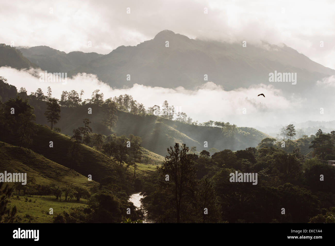 Blick auf neblige Tal im Morgengrauen, umso, Alta Verapaz, Guatemala, Mittelamerika Stockfoto