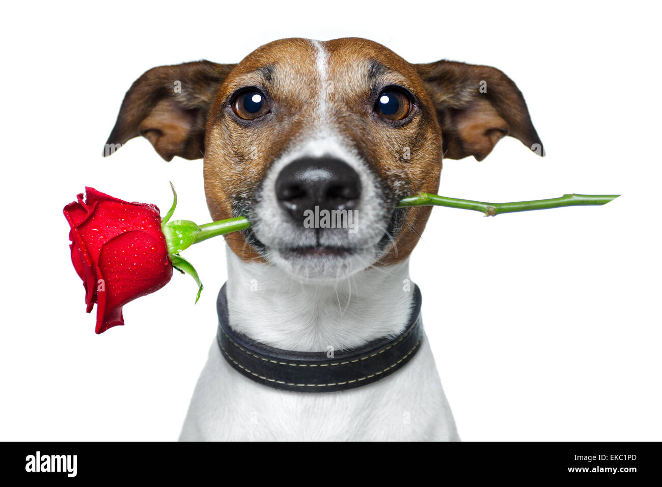 Hund valentinstag Fotos und Bildmaterial in hoher Auflösung Alamy