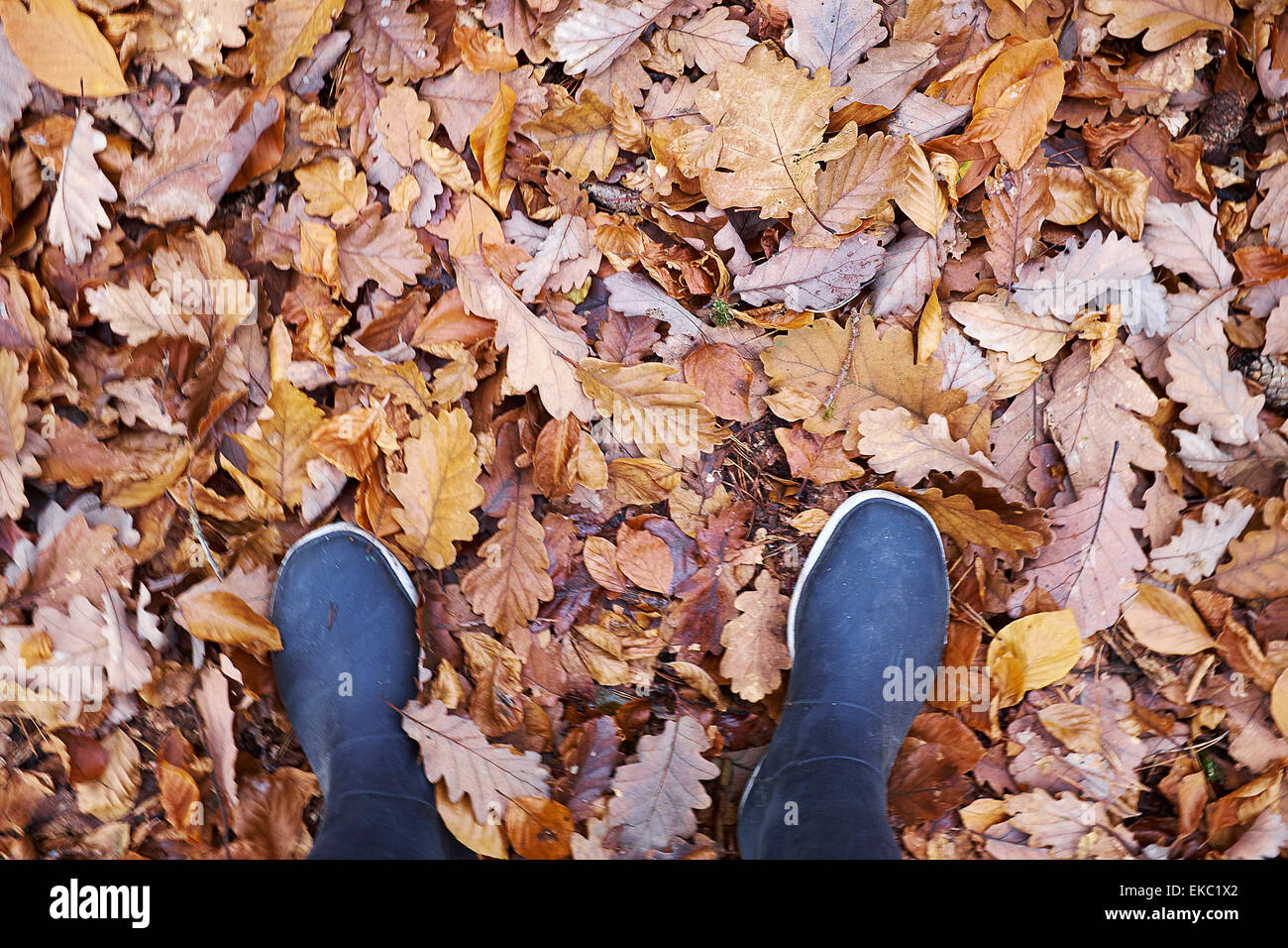 Erhöhte Ansicht Frau in Latex Stiefel Verseilung im Herbstlaub Stockfoto
