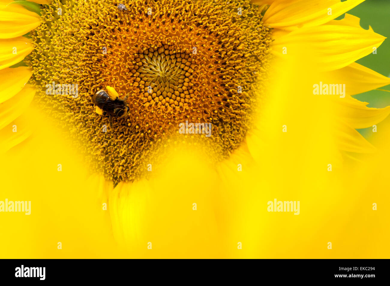Hummel gelbe Sonnenblume Stockfoto