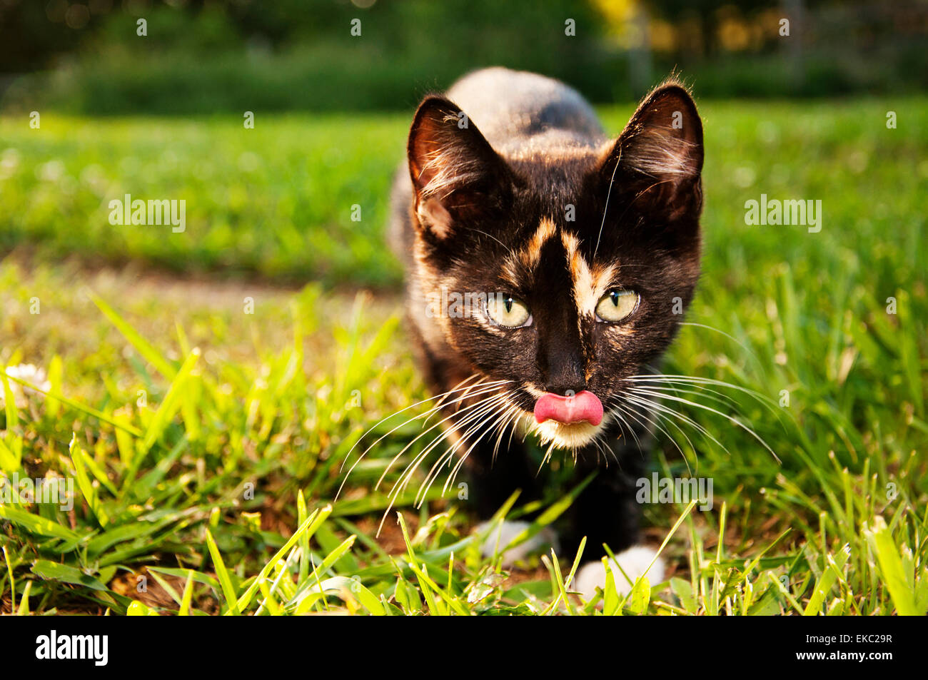 Hungrige Calico Katze Stockfoto