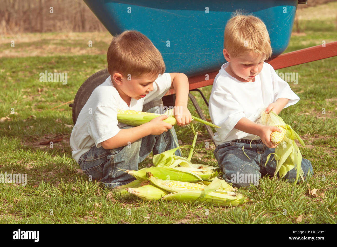 Kinder, die Mais entfernen Stockfoto