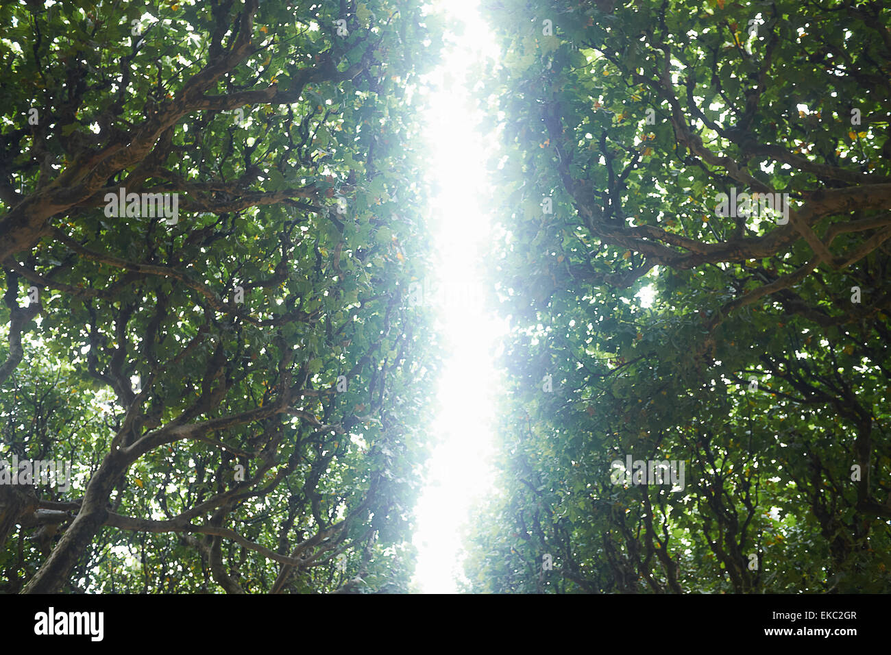 Tageslicht durch Allee von Bäumen, niedrigen Winkel, Jardin de Plantes, Paris, Frankreich Stockfoto