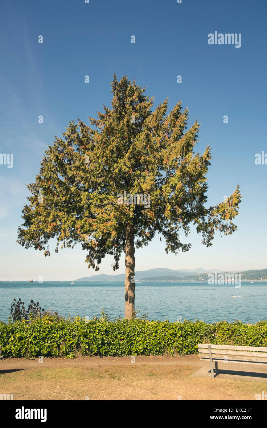 Baum gegen blauen Himmel, Vancouver, Britisch-Kolumbien, Kanada Stockfoto