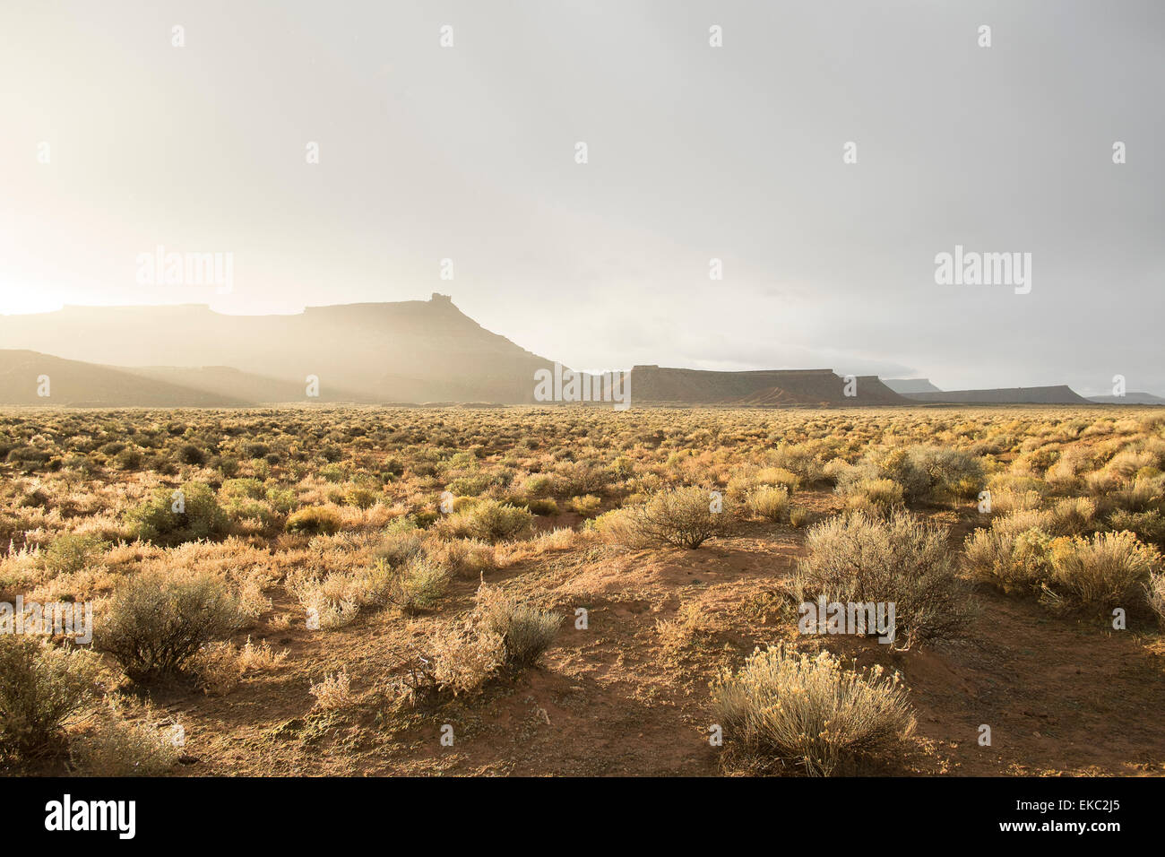 Trockene Landschaft, Jungfrau, Washington County, Utah, USA Stockfoto