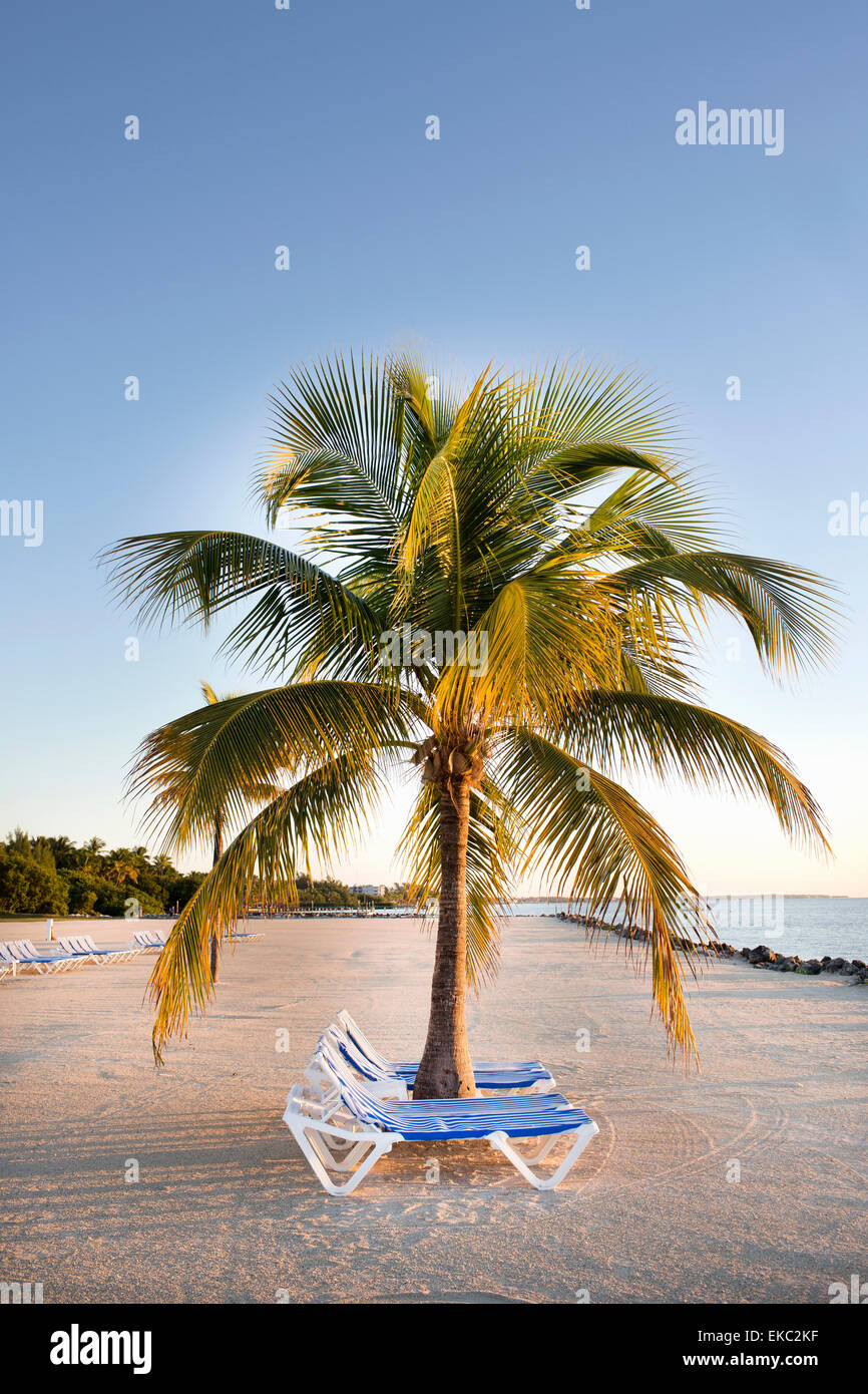 Liegestühle am Strand, Islamorada, Florida Keys, USA Stockfoto