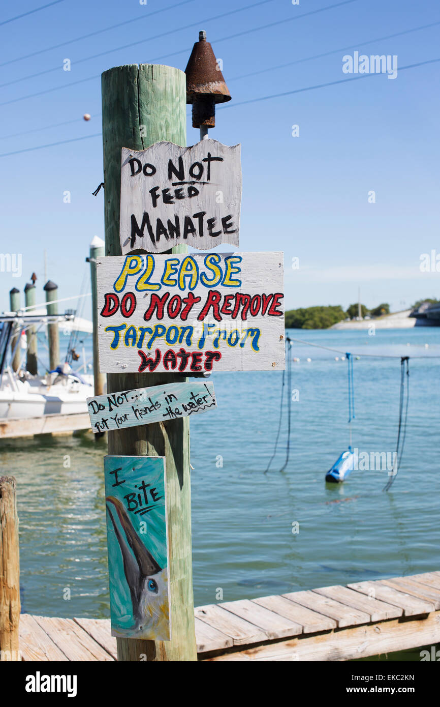 Robbies Marina, wo die öffentliche hand kann, füttern der Tarpon Riesenfisch, Islamorada, Florida Keys, USA Stockfoto