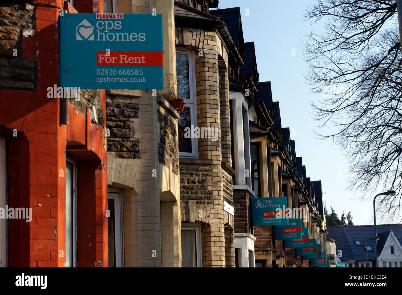 Zeile "for Rent" unterschreibt, Student Bereich, Cathays, Cardiff, Wales, UK. Stockfoto