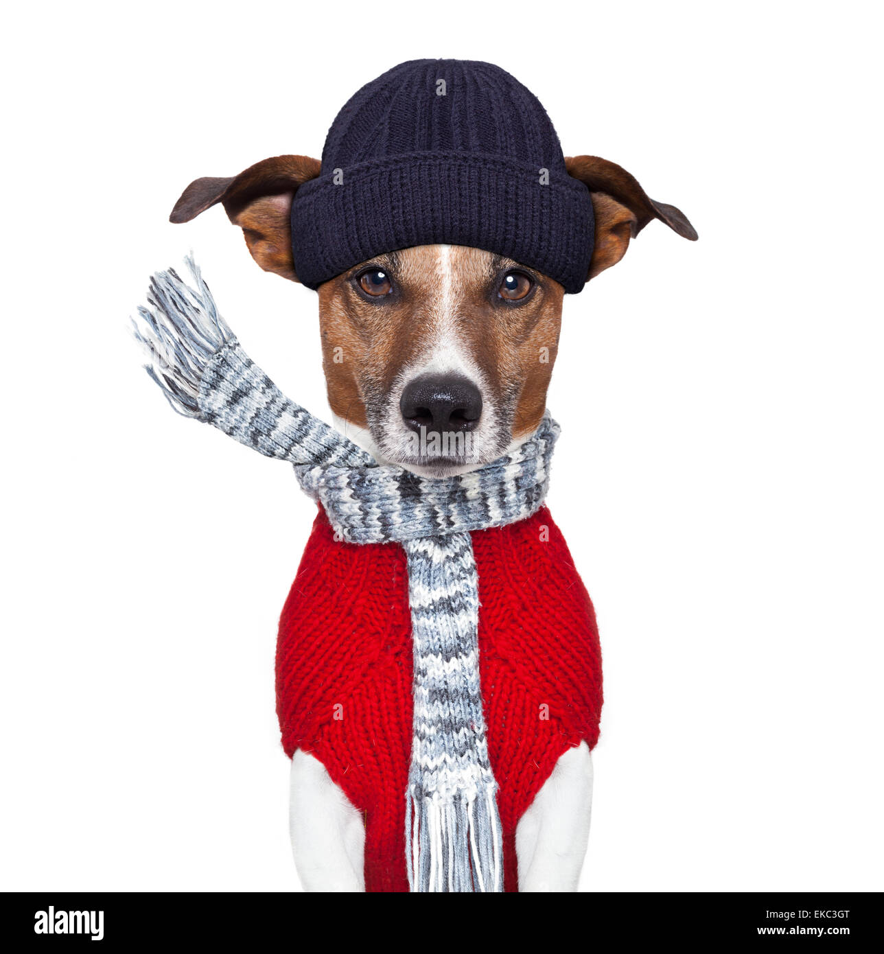 Winter-Hund-Schal und Mütze Stockfoto