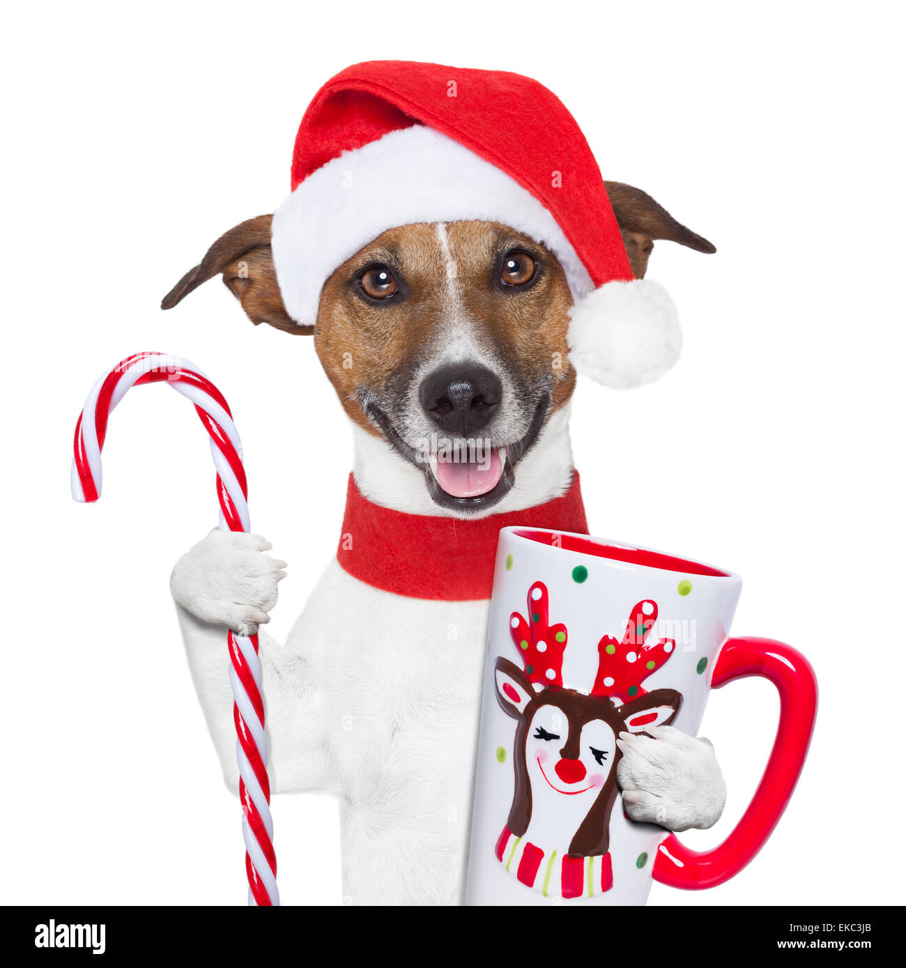 Weihnachten Hund mit Tasse und Candy cane Stockfoto