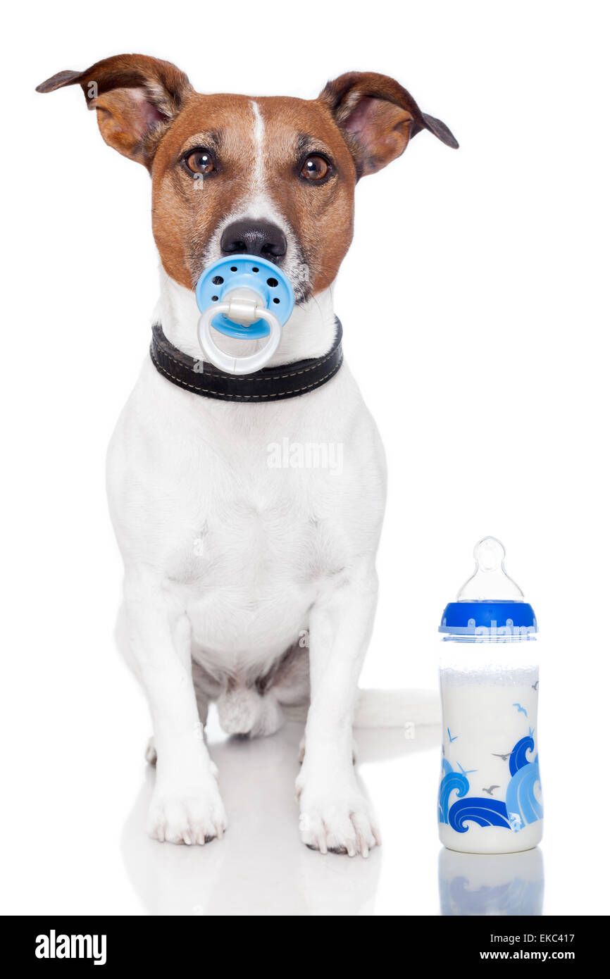 Baby Hund Stockfoto