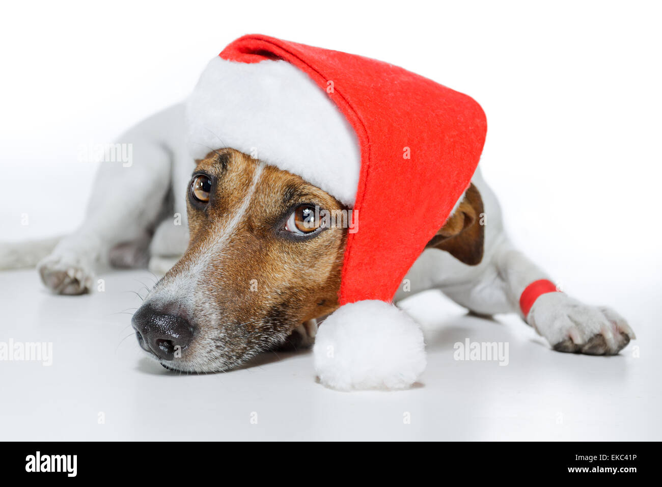 Hund mit rotem Adventsstern-Anhänger um … – Bild kaufen – 11184165 ❘  living4media