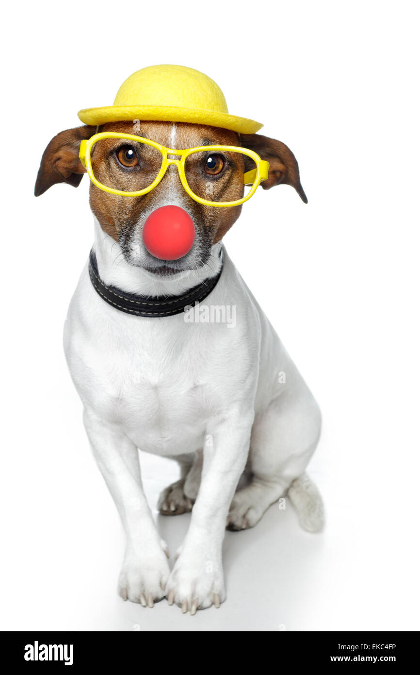 lustiger Hund Nase Hut Gläser Stockfoto