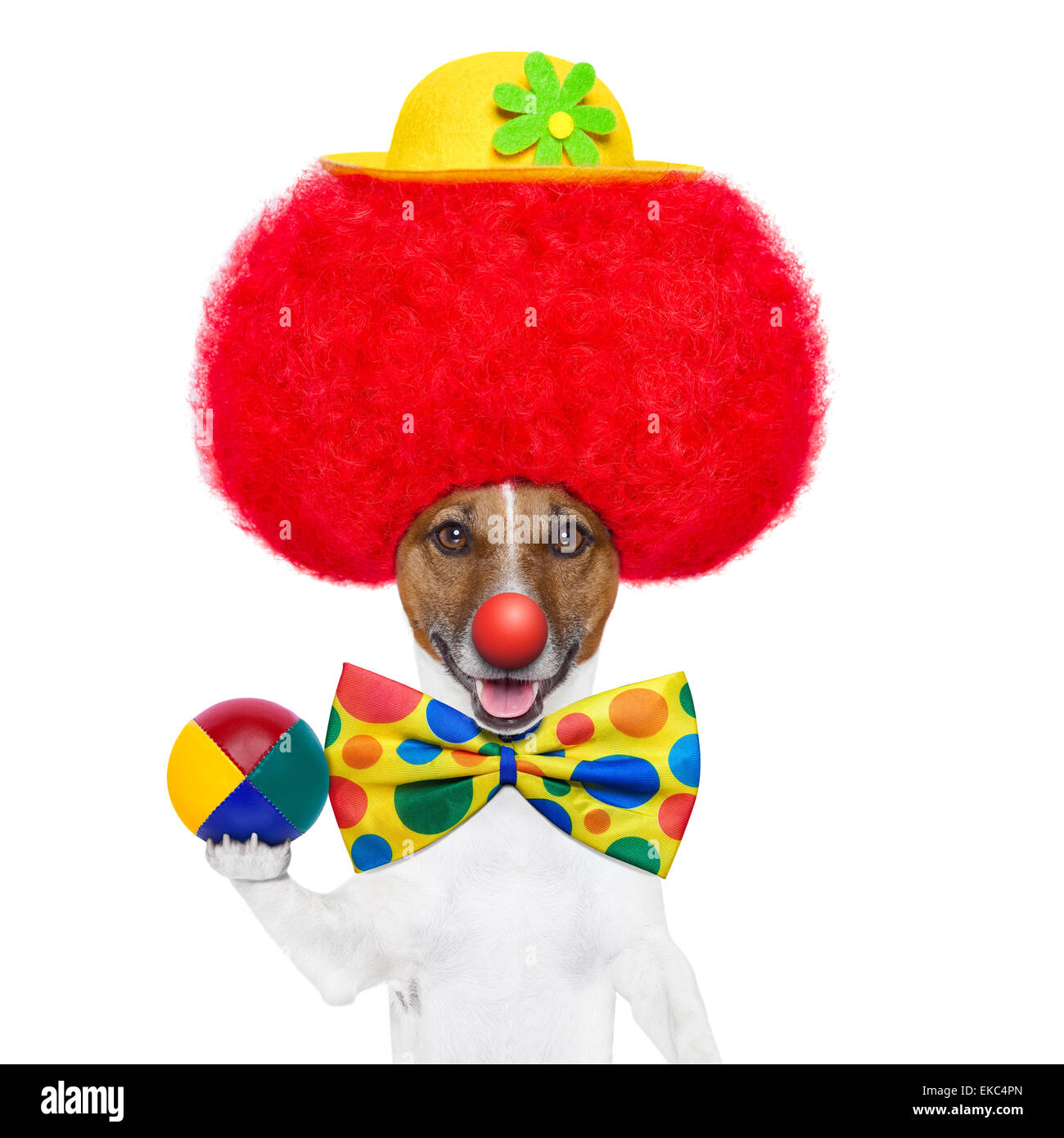 Clown-Hund mit Hut und roter Perücke Stockfoto
