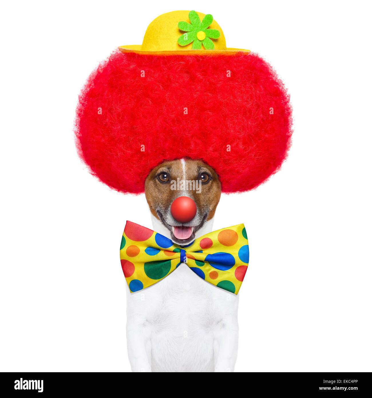 Clown-Hund mit Hut und roter Perücke Stockfoto