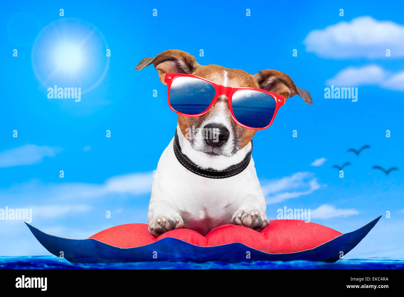 Hund auf einer Matratze Stockfoto