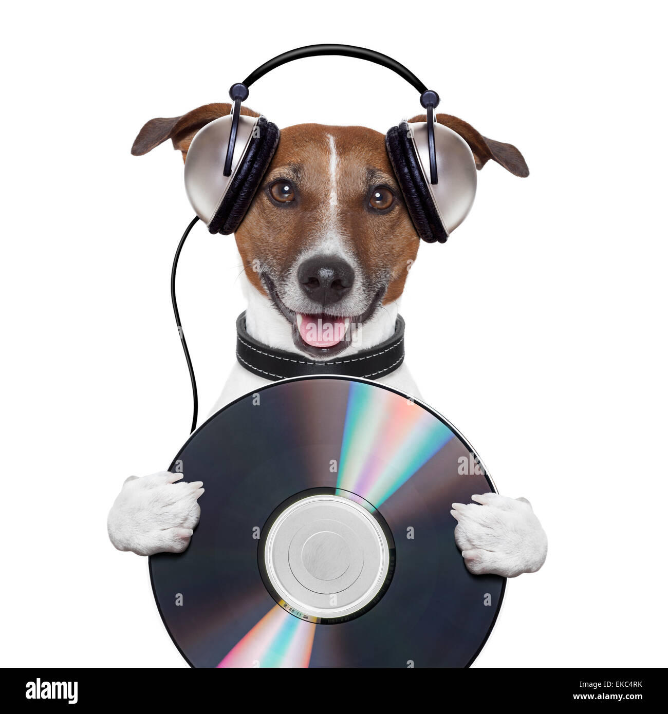 Musik Kopfhörer cd Hund Stockfoto