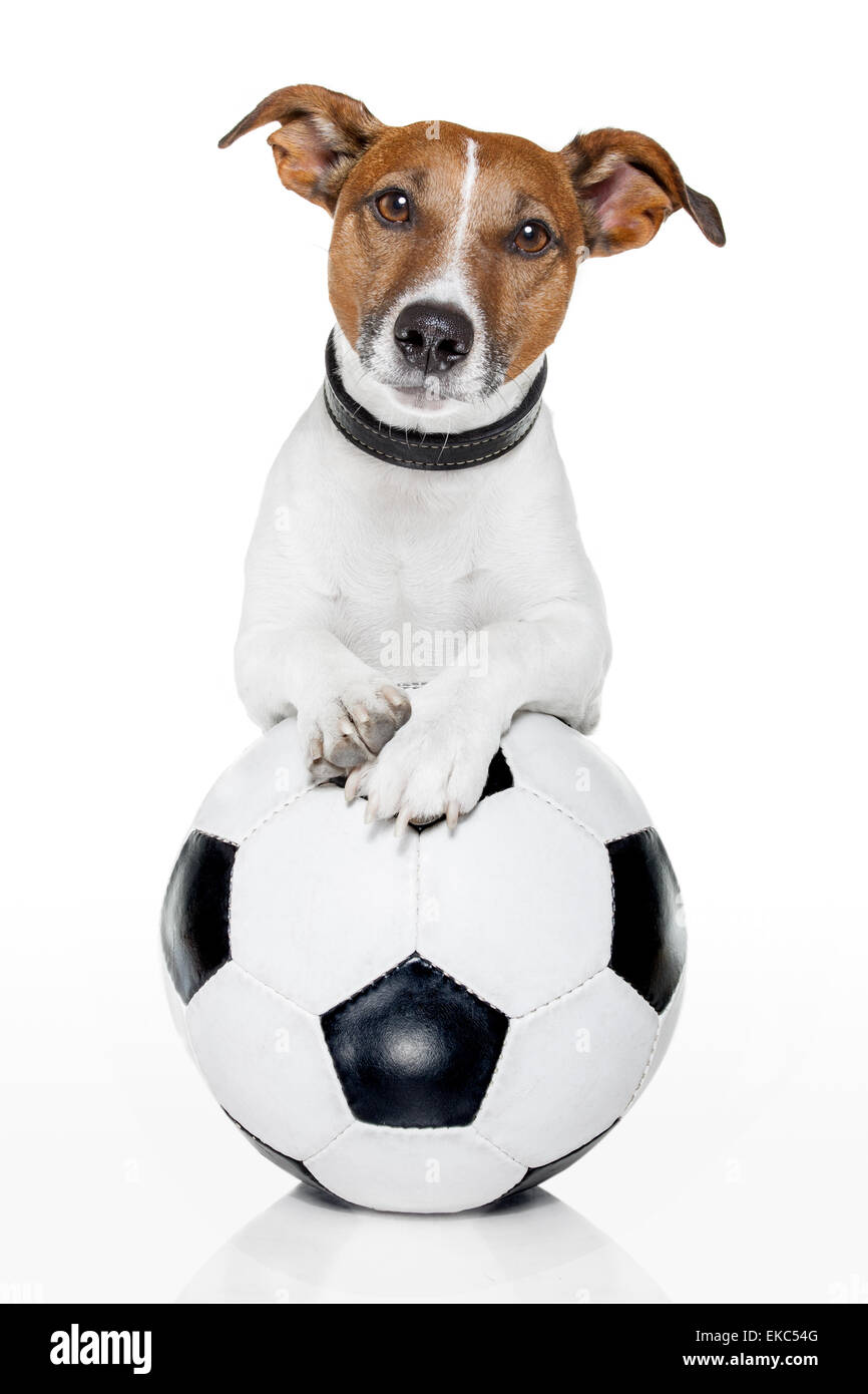 dog-white-background-ball-fotos-und-bildmaterial-in-hoher-aufl-sung