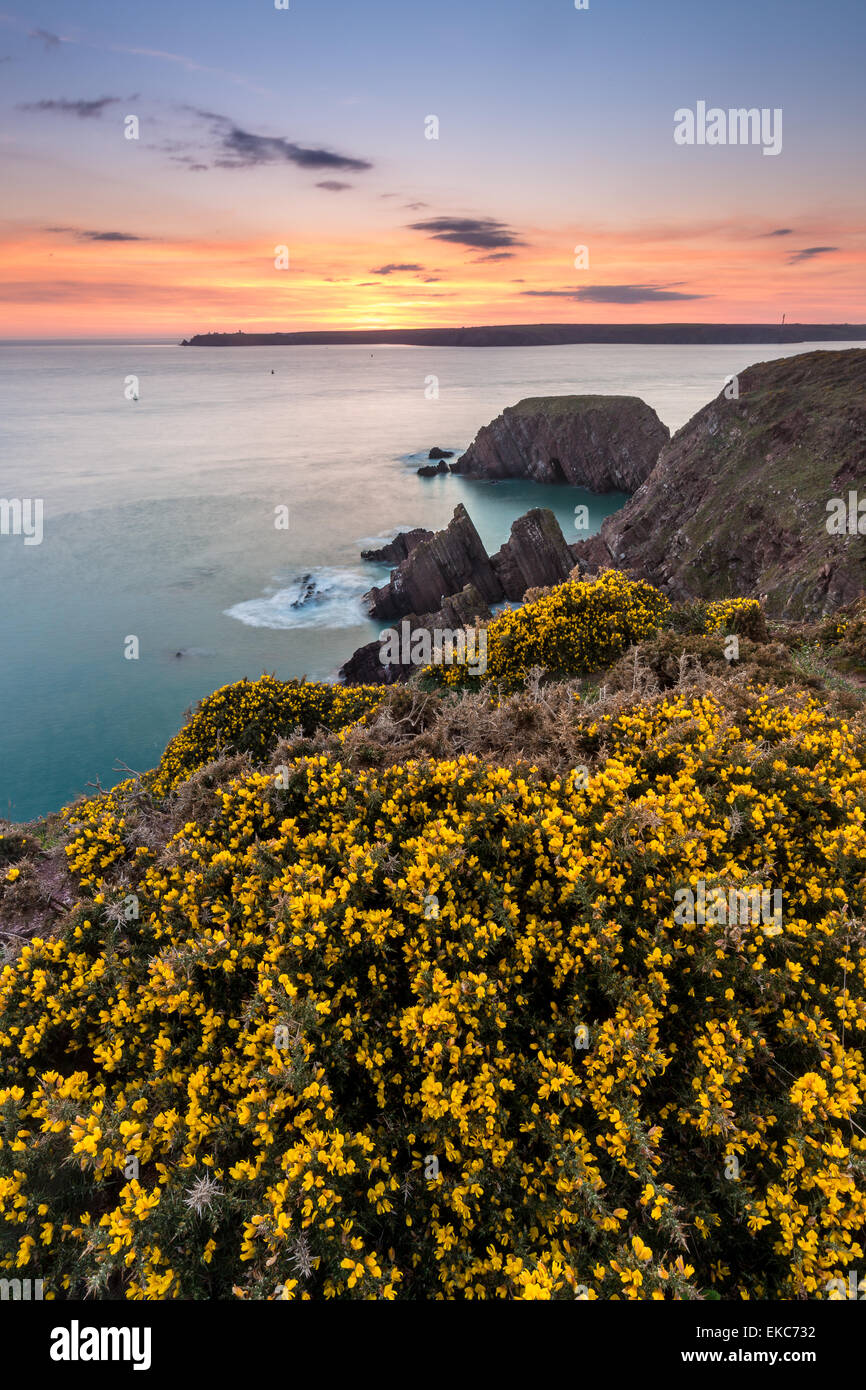 Blühender Ginster entlang der Küste von Pembrokeshire in der Nähe von Winkel. Blick über Ratte Insel & Burgen Bay in Richtung St Ann Kopf Stockfoto