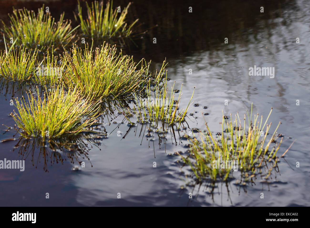 Gräser in den Sumpf auf Valentia Island in County Kerry, Irland Stockfoto