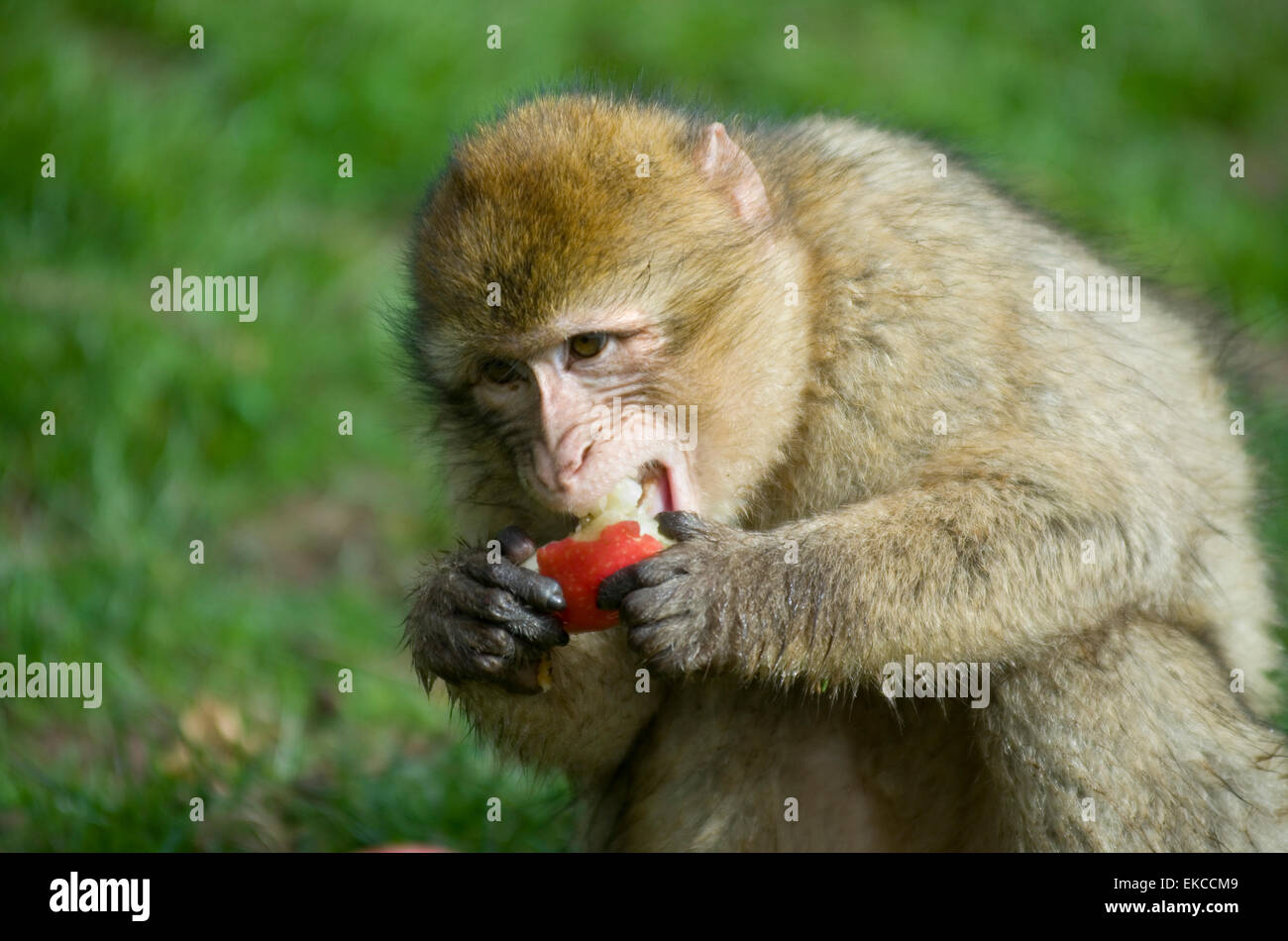 Eine junge Barbary Macaque Essen Apfel - am Affenwald, Trentham, Staffordshire. Stockfoto