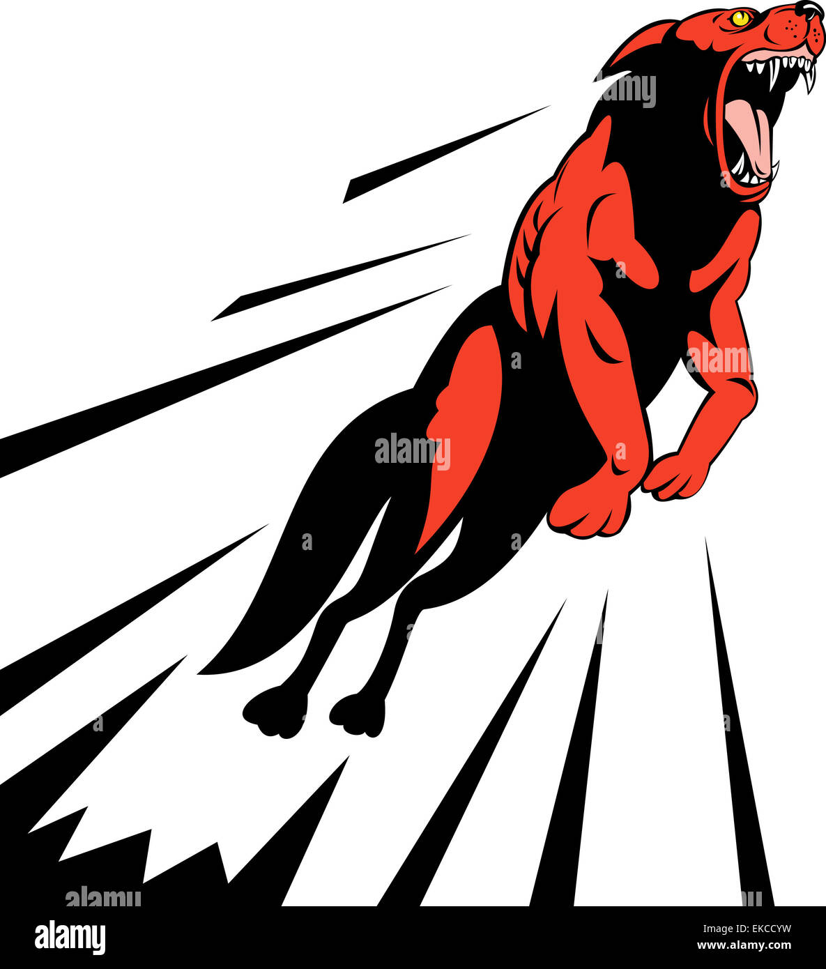 wilder Hund Wolf springen, angreifen Stockfoto