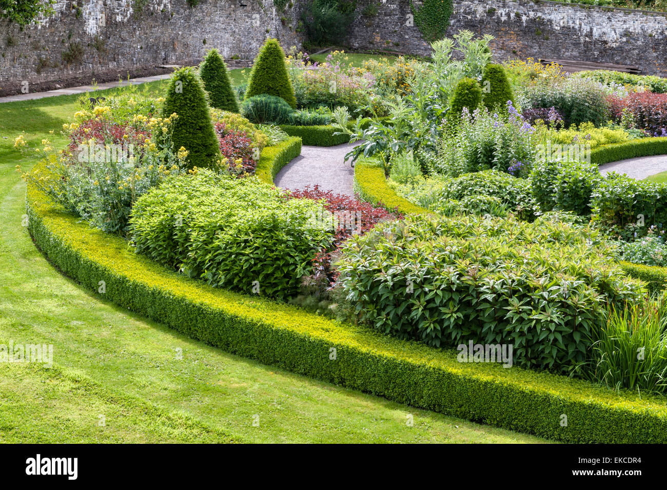 Buxus und taxus baccata fastigiata Fotos und Bildmaterial in hoher
