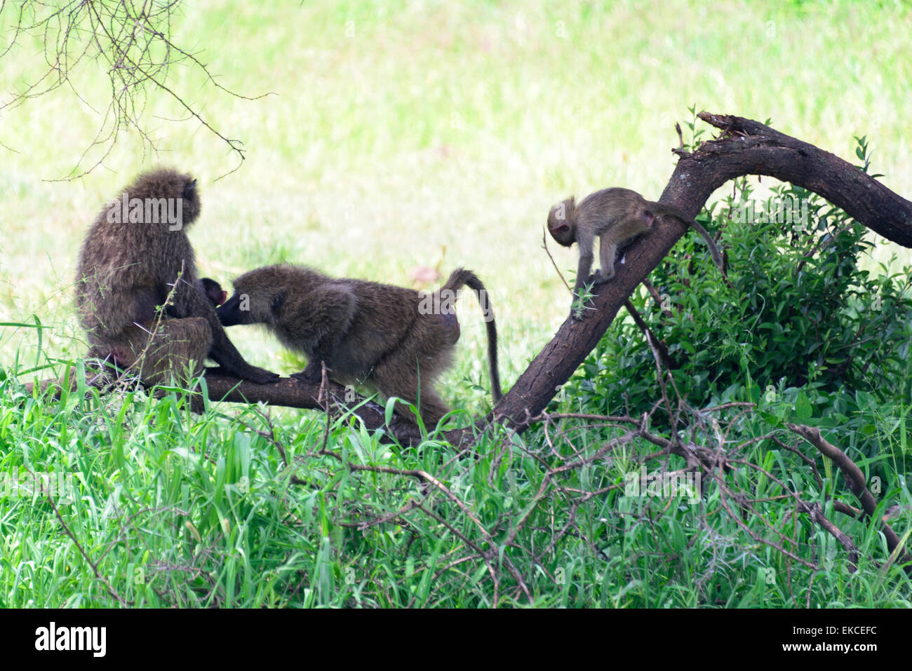 Papionini Cercopithecidae Primaten Pavian in Tarangire National Park, Region Manyara, Tansania, Afrika. Stockfoto